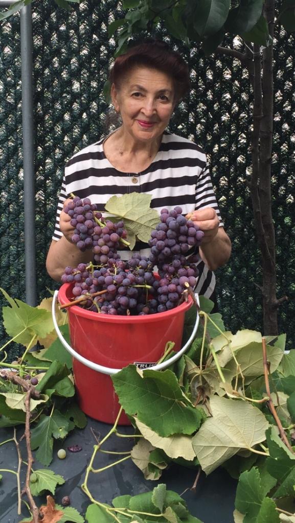 Rites of Spring: A Jewish Tradition Blossoms in Rego Park